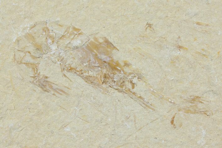 Cretaceous Fossil Shrimp - Lebanon #123924